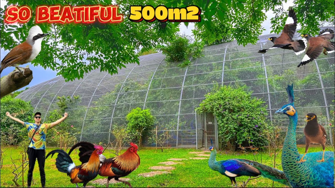 Chiêm Ngưỡng Aviary KHỔNG LỒ rộng 500m2 nuôi nhiều loài chim - BIG AVIARY IN VIETNAM | Đạt Bird TV