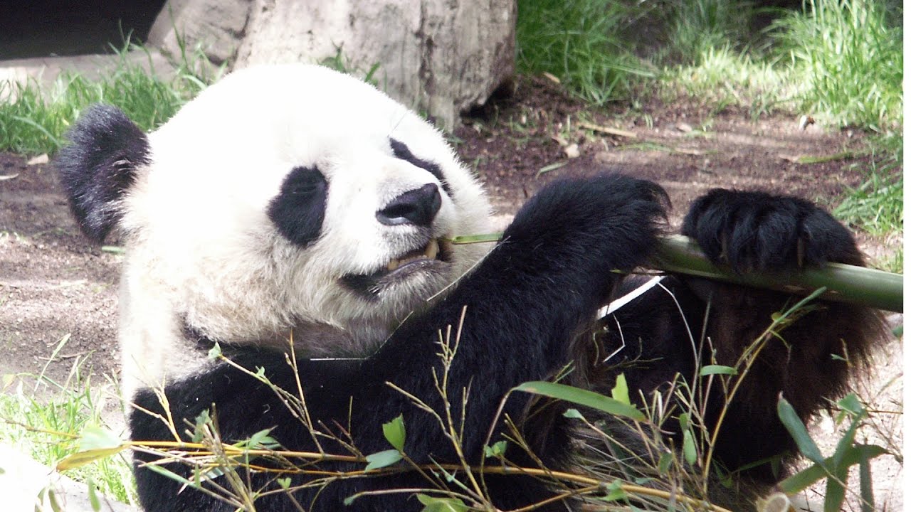 San Diego Zoo - Full Day Tour