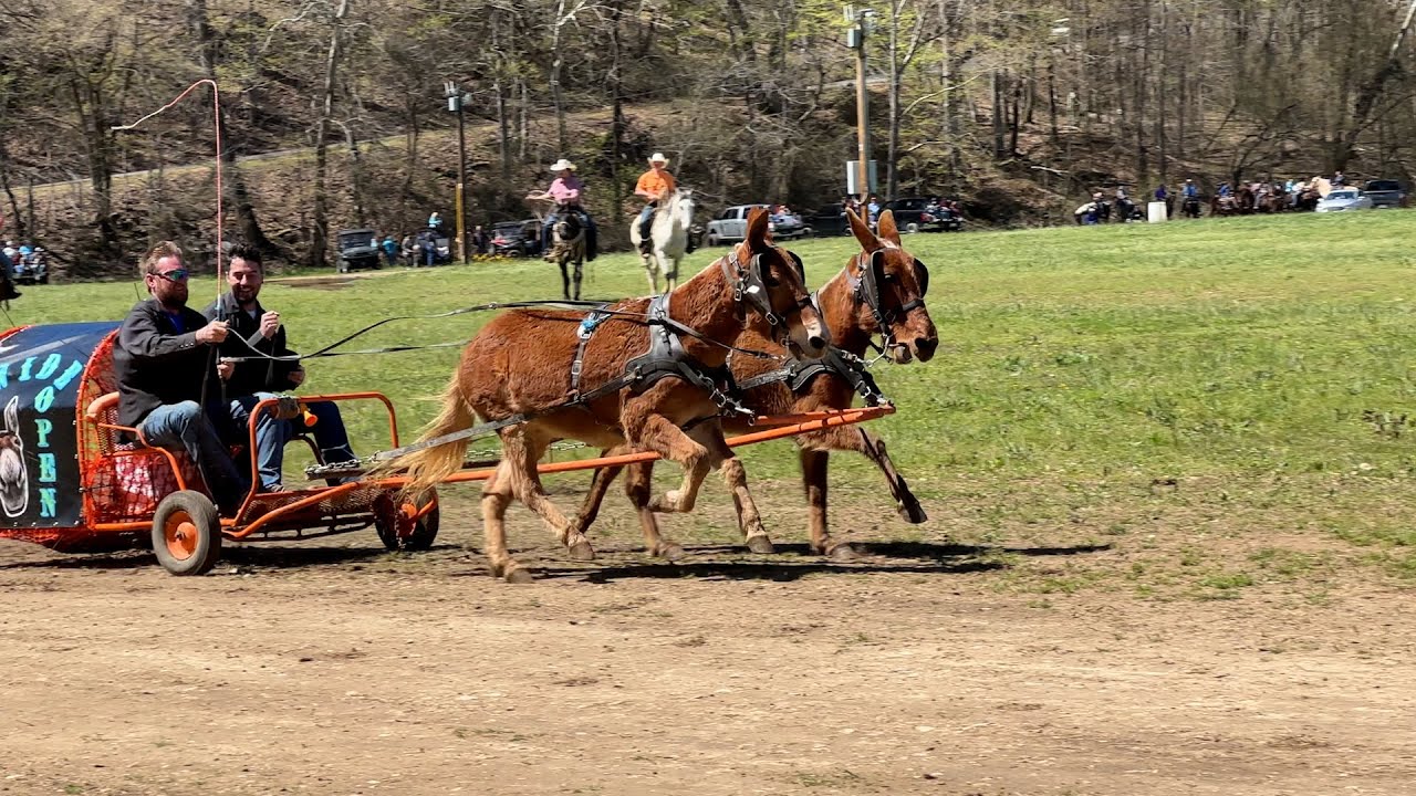 Chuckwagon Racing