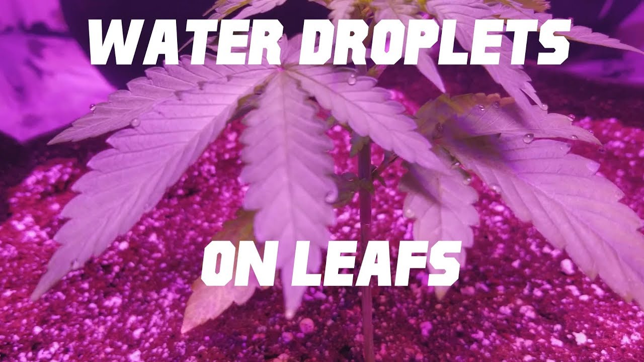 Water droplets on Cannabis leaves, Why this happens