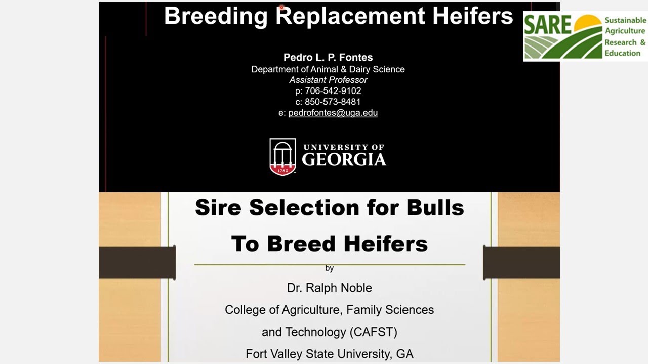 Heifer Development Series: Breeding and Sire (Bull) Selection