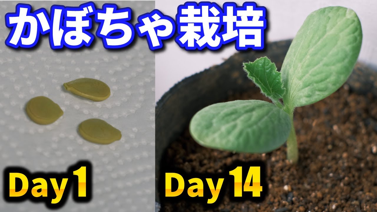 #1.【かぼちゃ栽培】タネまき〜りっぱな苗をつくる【発芽率100％】家庭菜園