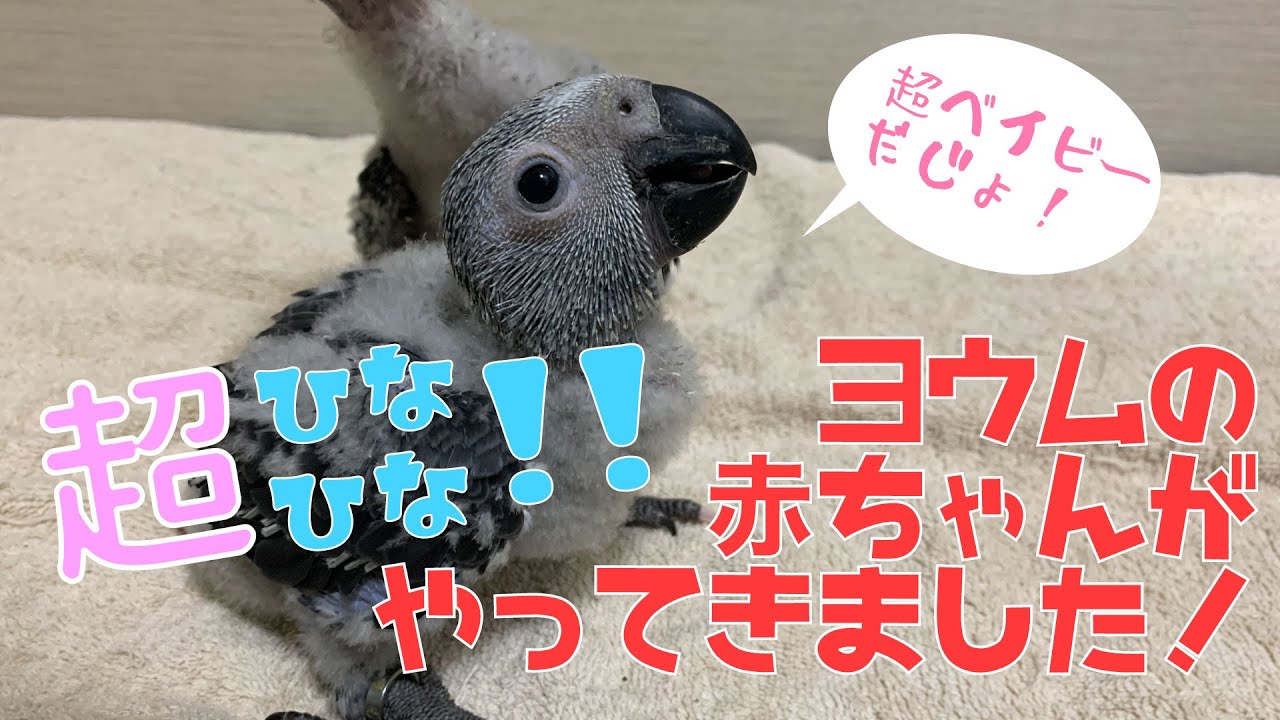 【えとぴりかOSAKA】超ヒナヒナ！第2弾！ヨウムのベイビーがやってきたよ！【ヨウム・GrayParrot】