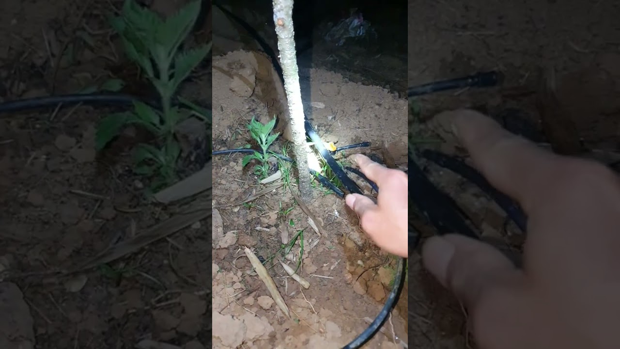 Tưới linh hoạt cho vườn đào