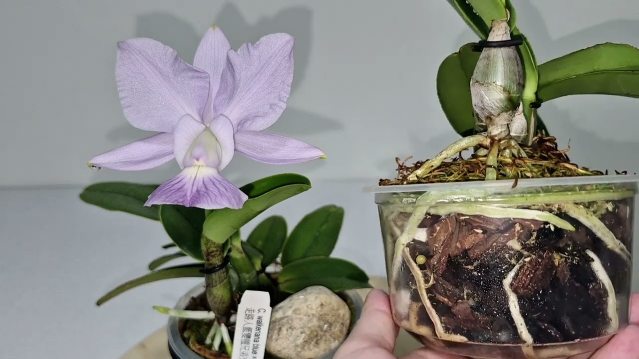 C.walkeriana. Первое цветение, уход.  #cattleya #walkeriana #orchid