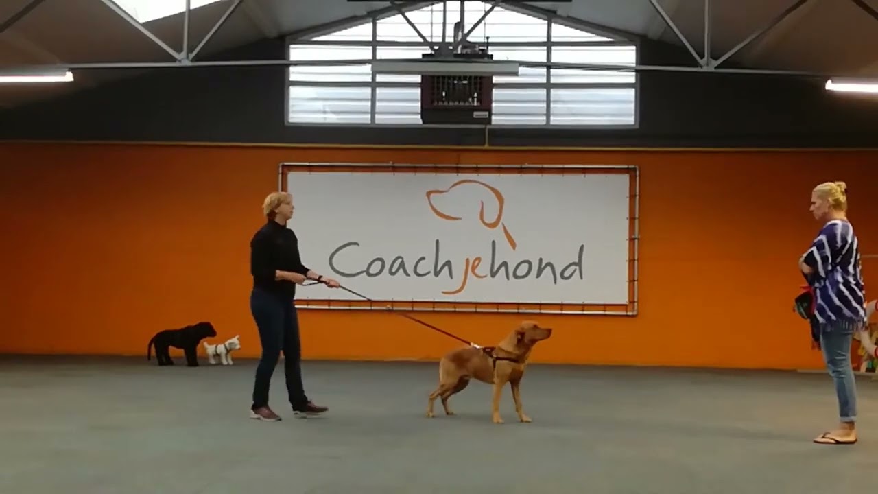 Jip BAT training