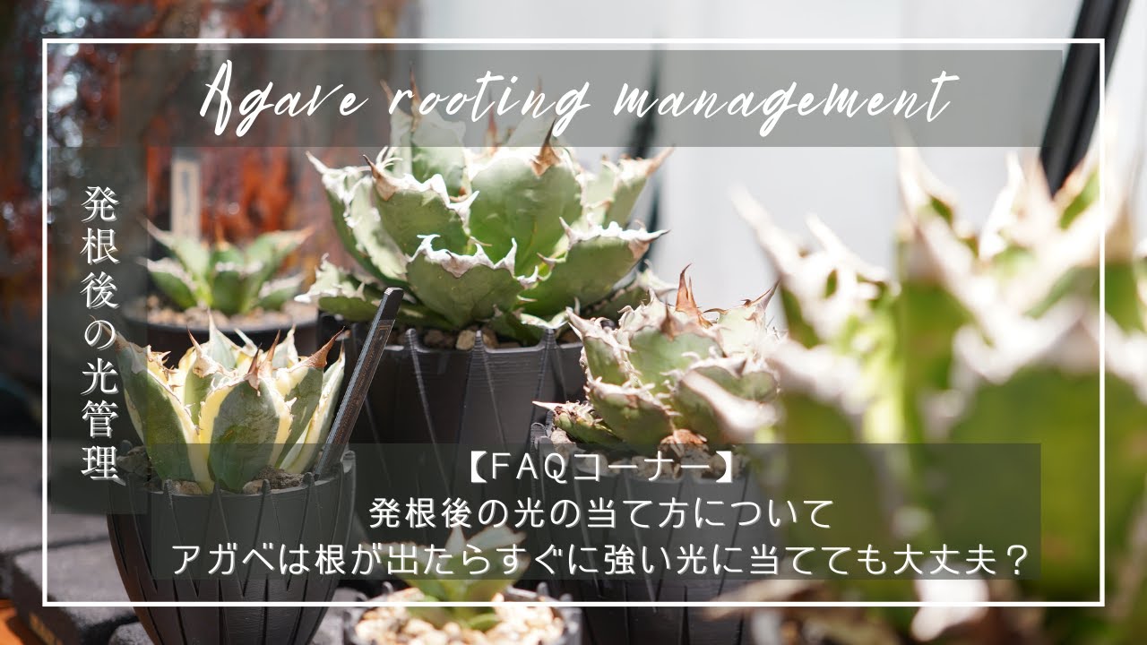 【FAQ】アガベの発根後の光の当て方について｜根が出たらすぐに強い光に当てても大丈夫？
