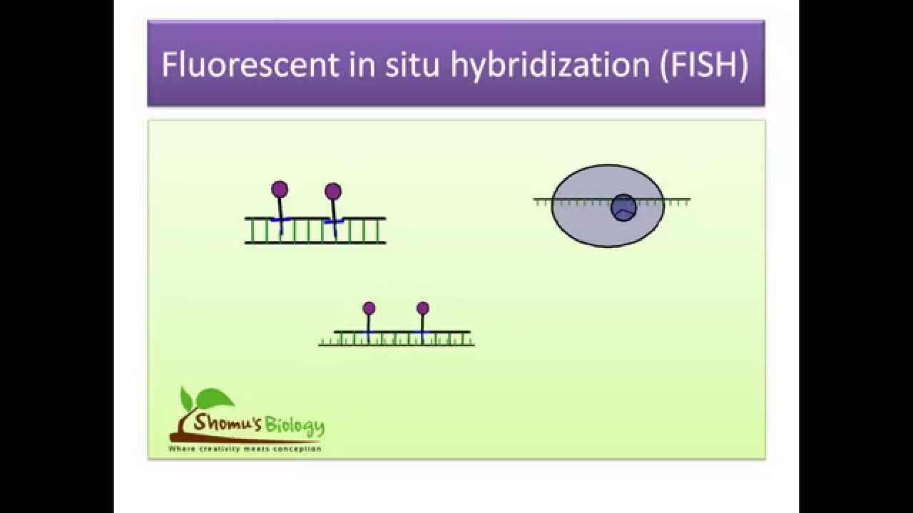 Fluorescent in situ hybridization (FISH)