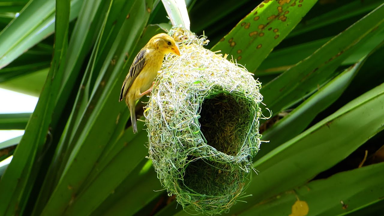 Warbler weavs grass into shelter to protect eggs and young baby ep51