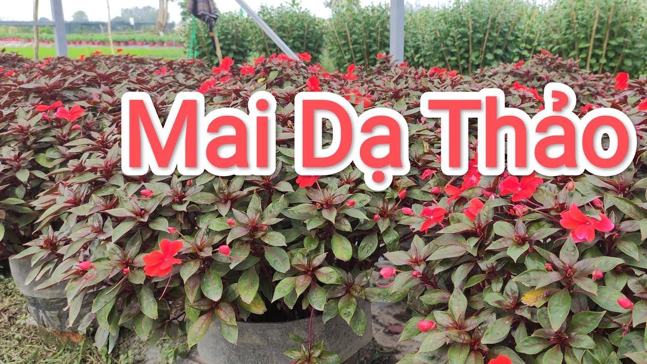 Hoa Mai Dạ Thảo Đón Xuân 2023_Vườn Hoa Tư Trực