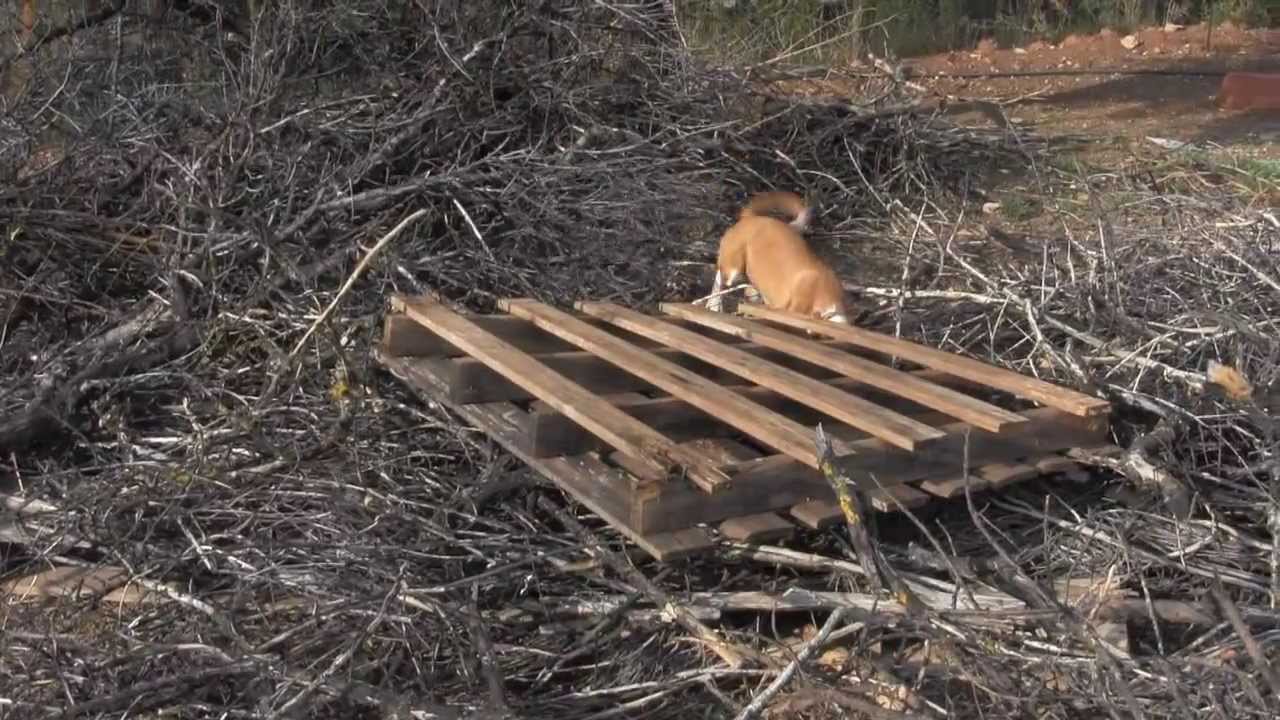 Podenco andaluz Tagadona, El tito, sobrino y sobrinas