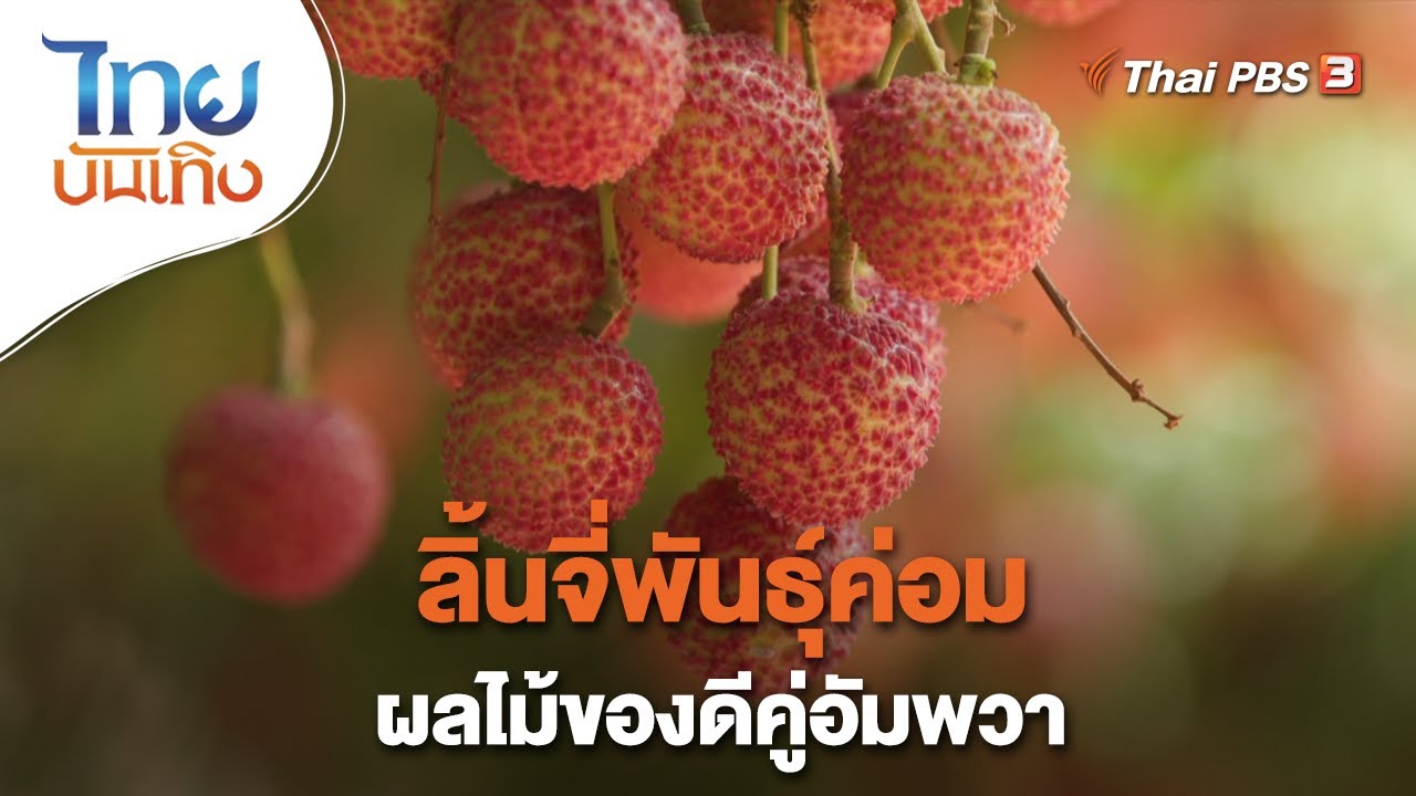 ลิ้นจี่พันธุ์ค่อม ผลไม้ของดีคู่อัมพวา | อิ่มมนต์รส