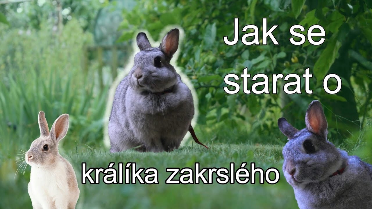 Jak se starat o králíka zakrslého