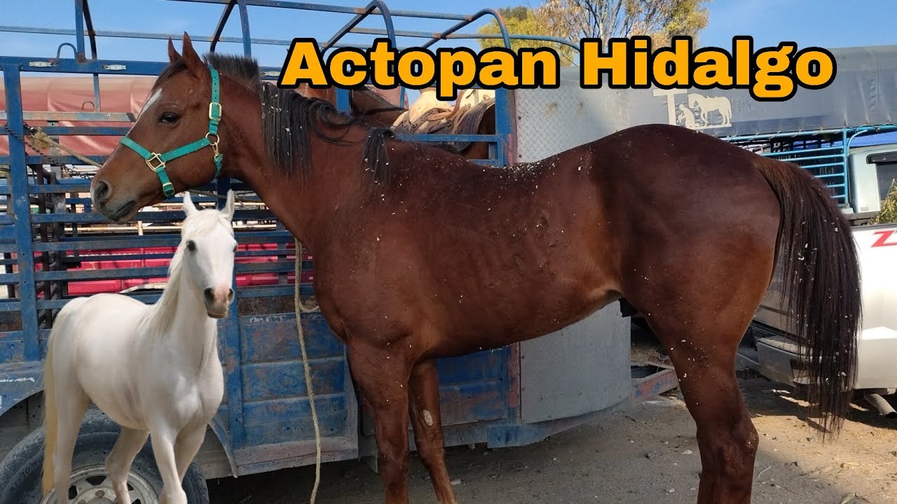 Así es la plaza ganadera en Actopan Hidalgo días miércoles // área de Cuacos o caballos 