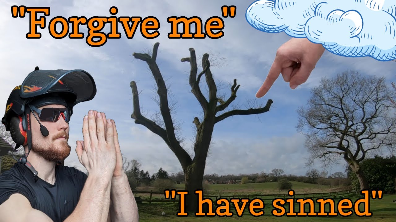 Mature Oak Pollard (Would you do the same?)
