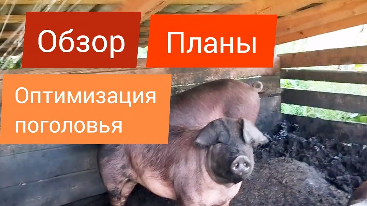 Обзор поголовья свиней. Делаем станки для опороса. Оптимизация, планы