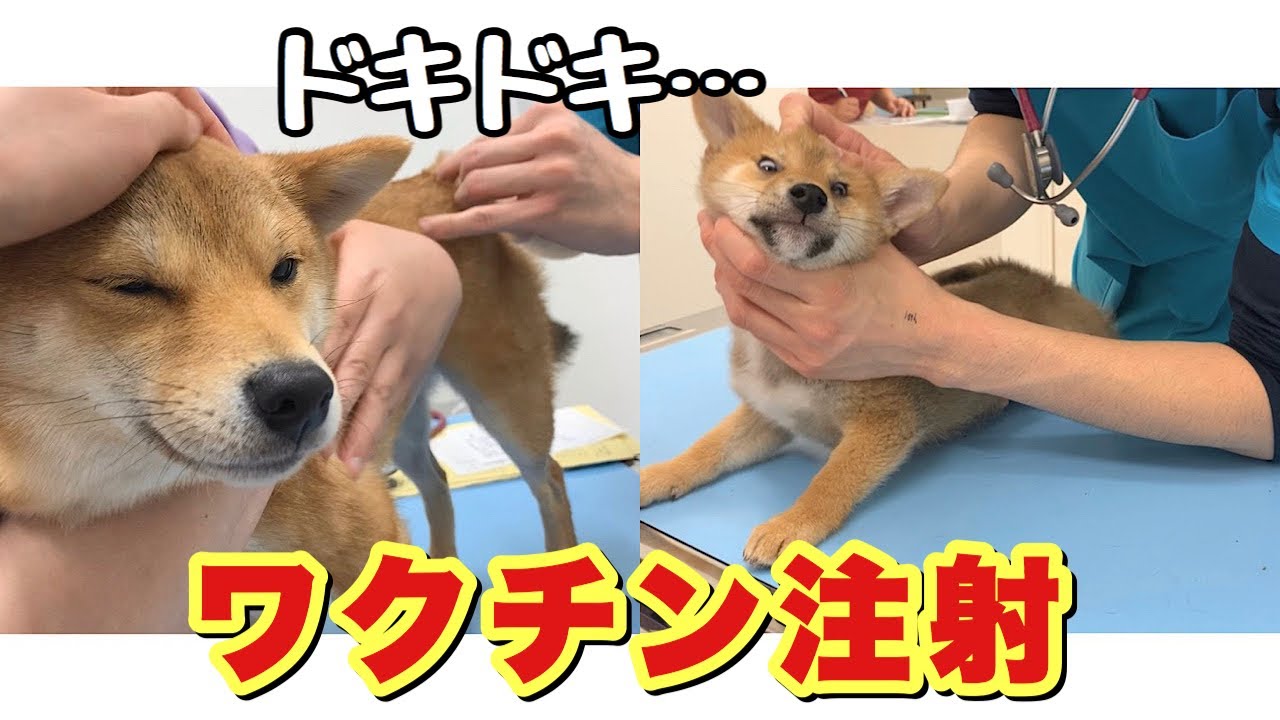 泣いたのはどっち⁉︎ドキドキのワクチン注射【豆柴姉弟】