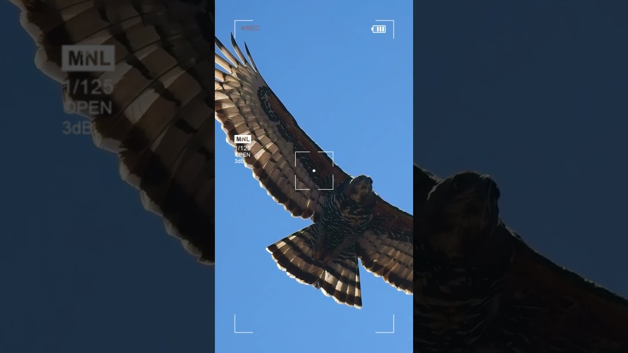 Crown Eagle vs Crow in flight