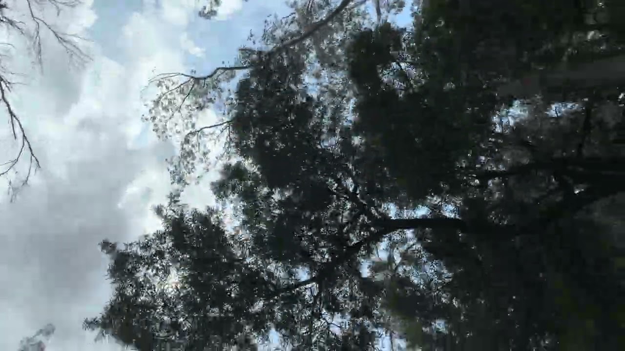 Walking through the woodland #soundscape #trees #sky 
