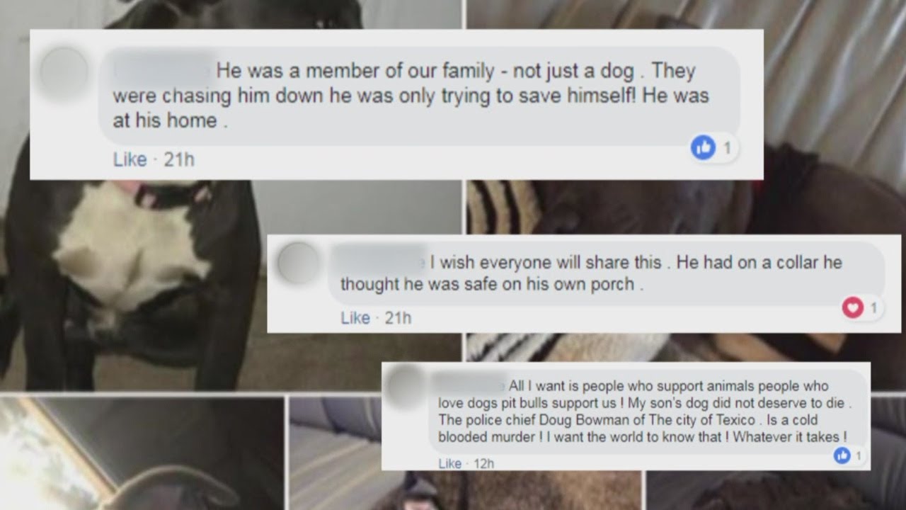 Eastern New Mexico police chief stands by decision to shoot, kill 'aggressive' dog