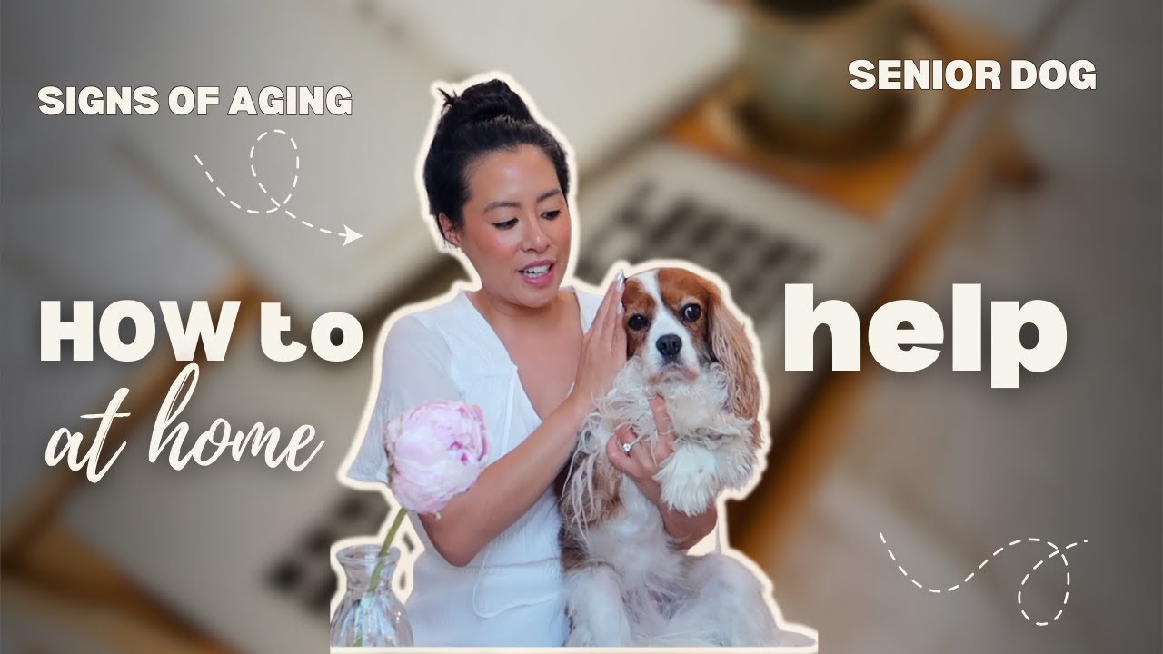 Senior Dog Care Tips 🐶💛 | Signs of Aging + How to Help Your Older Dog at Home
