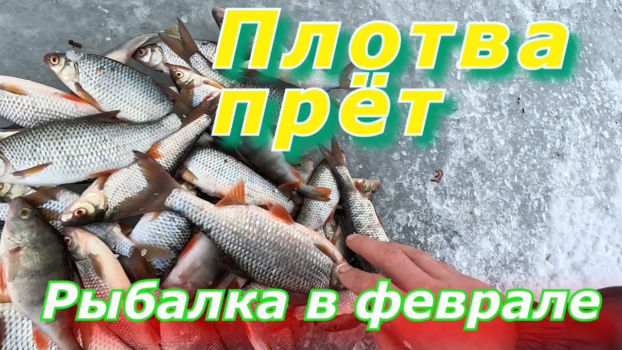 Зимняя рыбалка 2023  Ловля плотвы в феврале