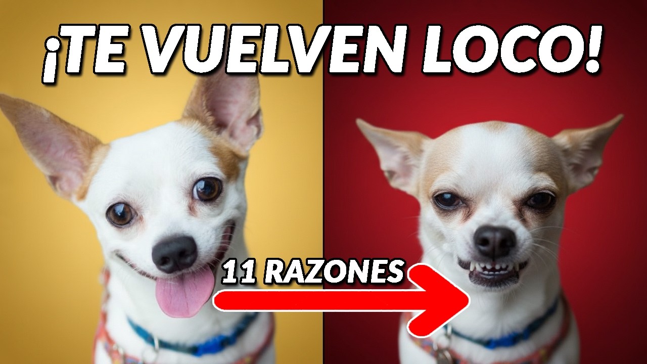 11 Razones por las que el Chihuahua TE ARRUINARÁ la Vida