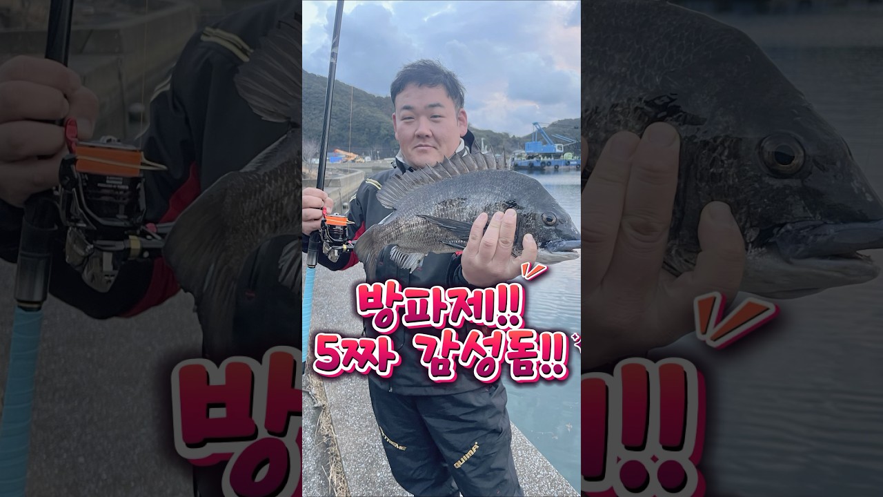 조용한방파제에서 감성돔낚시를 성공적으로 하였습니다.걸때마다 5짜가 올라오네요. #바다낚시 #낚시포인트 #감성돔 #방파제 #방파제낚시 #채비 #감성돔낚시 #찌낚시 #쯔리겐 #해림호