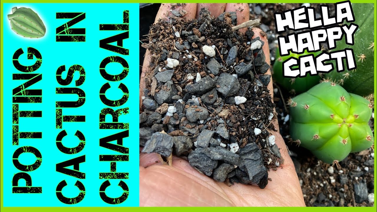 Мой любимый ингредиент для почвенной смеси SAN PEDRO CACTUS, аналогов нет