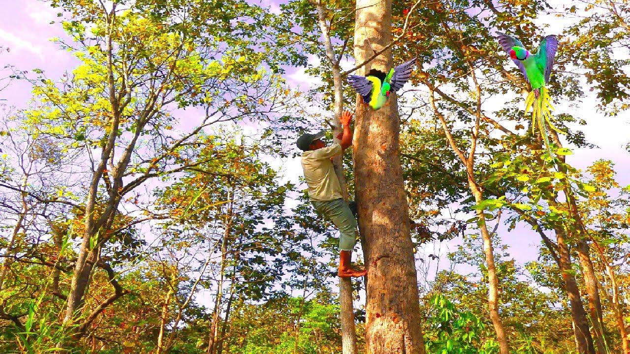 Catch a parrot crawling on a tree