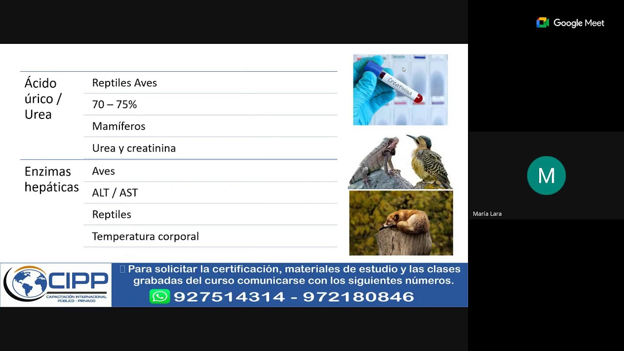 curso*_ : *EVALUACIÓN CLÍNICA Y DIAGNÓSTICO EN FAUNA SILVESTRE