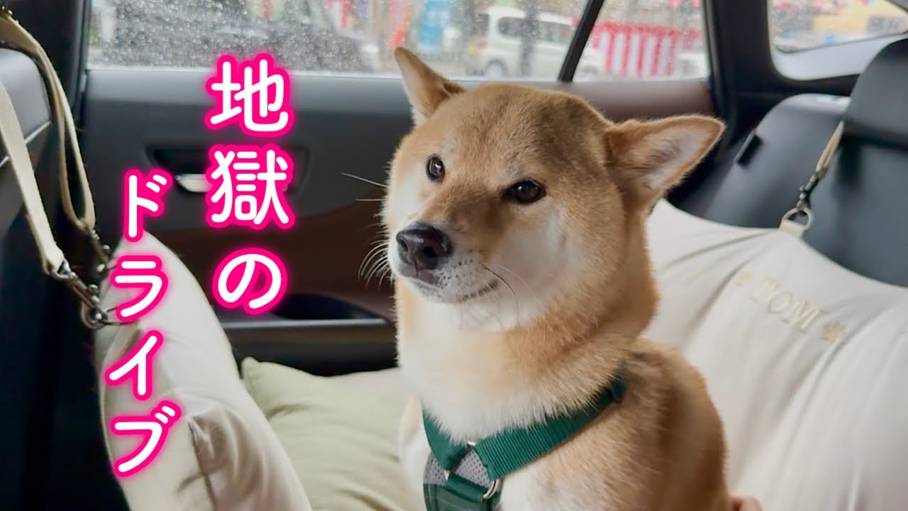 すぐ側で雷が落ちて恐怖のあまり一睡も出来ず地獄のドライブを味わう柴犬
