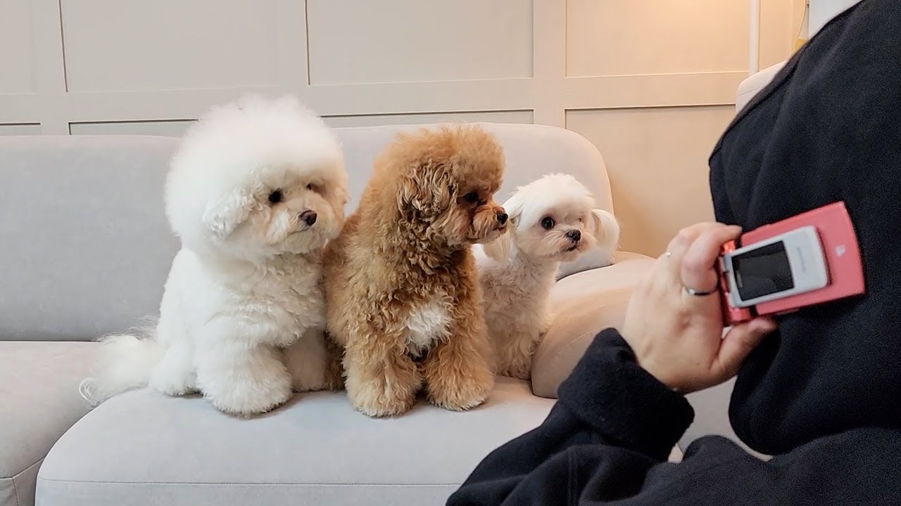 통화하는 척하고 강아지가 좋아하는 말, 싫어하는 말 해봤더니 ㅋㅋ