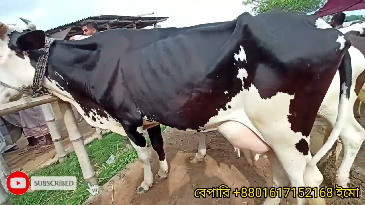 মাত্র ৭০ হাজার  টাকা থেকে অরণখোলা হাটে গাভী বিক্রি হচ্ছে