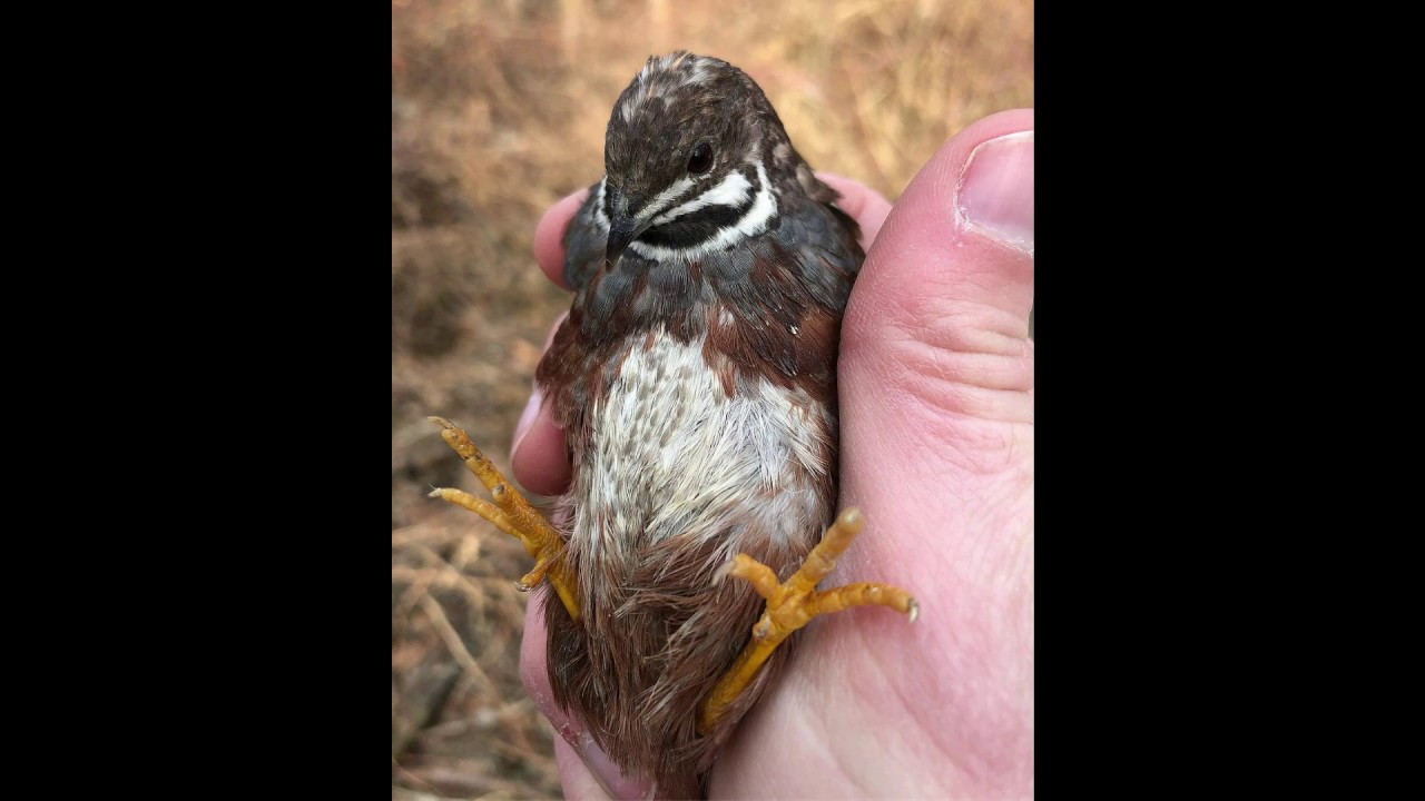 Raising button quail