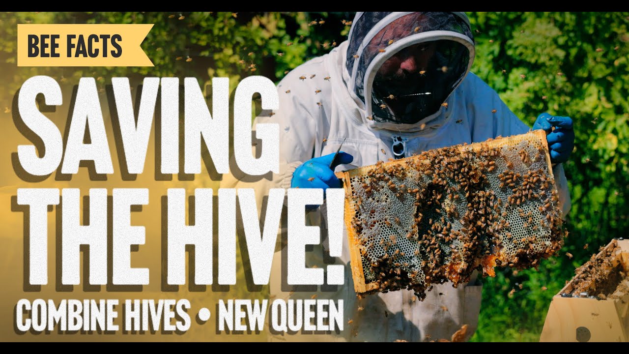 Saving the Hive: Combining Hives with a Queen for Survival