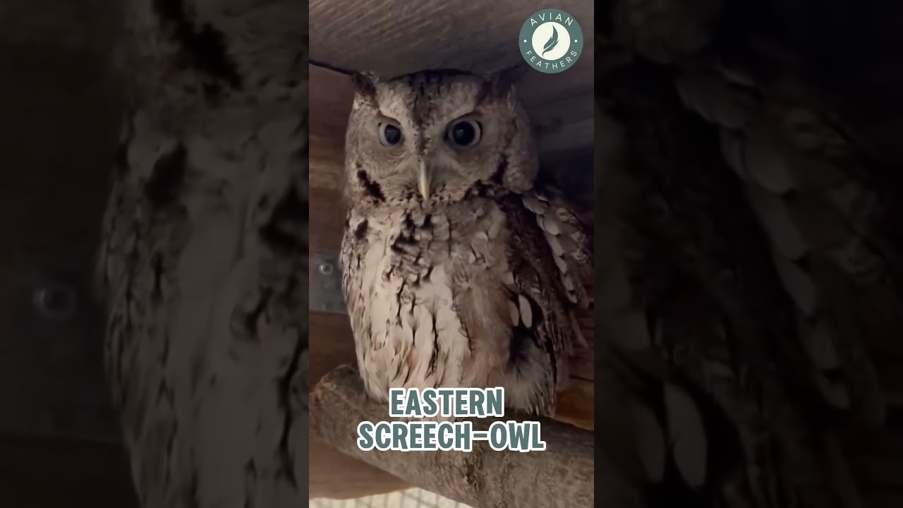 Eastern Screech-Owl - Pure Nature Sounds!