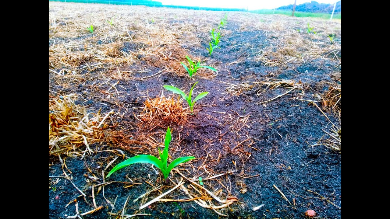 Siew Kukurydzy  w Technologi Pasowej (Strip-Till) po łące trwałej TUZ Poland