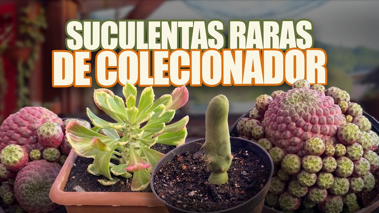 SUCULENTAS RARAS DE COLECIONADOR