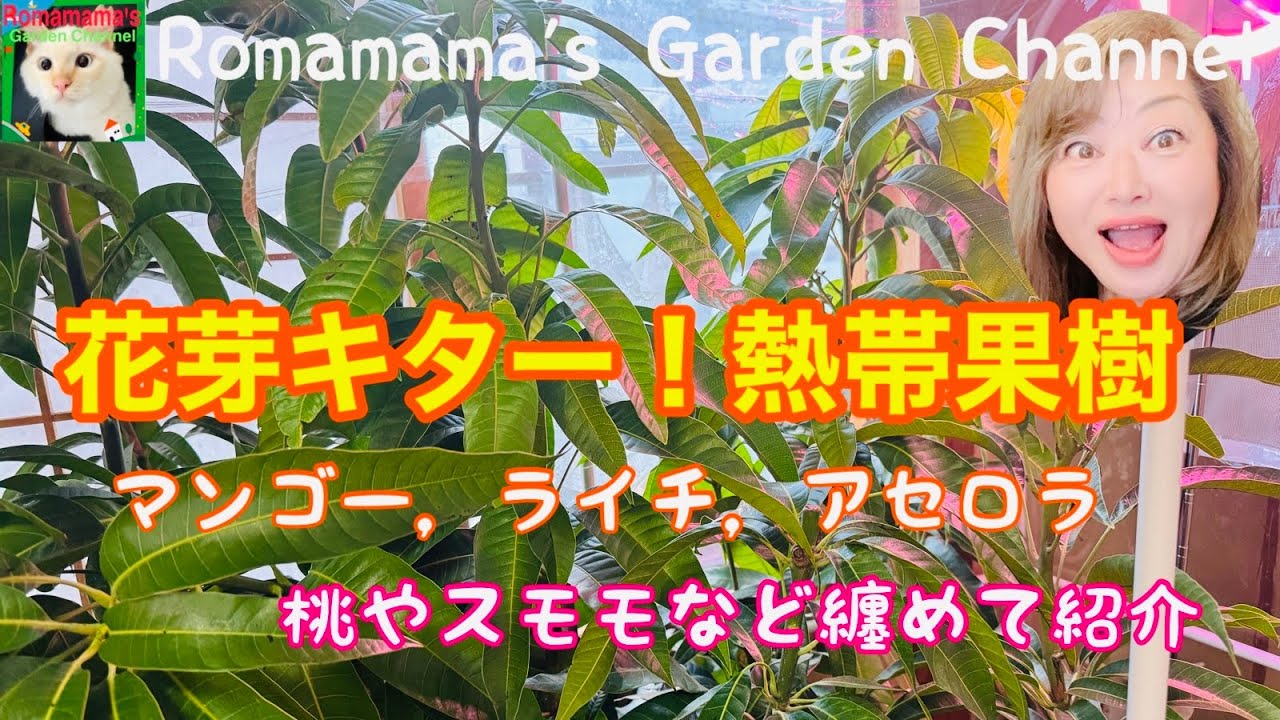 【果樹栽培】今年1番の感激！熱帯果樹に花芽が来たー！桃やスモモなど果樹の様子　#熱帯果樹　#くだもの