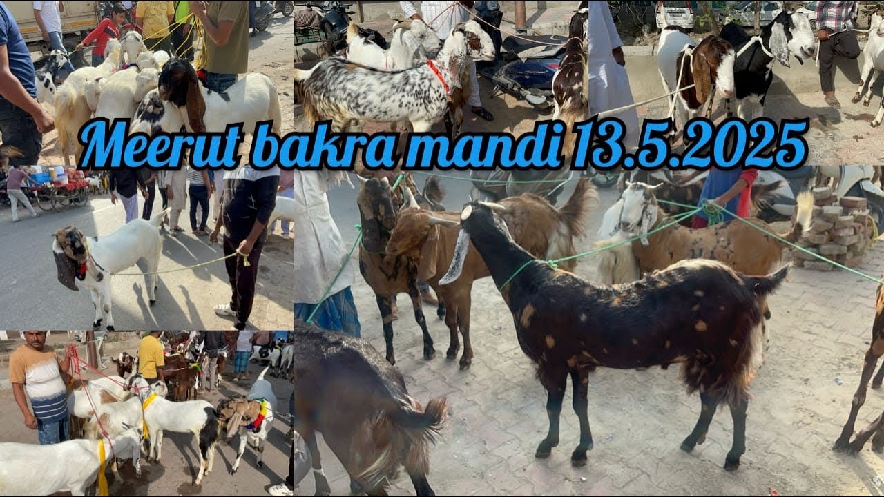 Meerut BAKRAMANDI 13 May 2025 #viralvideo #goat #animals #youtubevideo #goatfarming #viralvideos #b