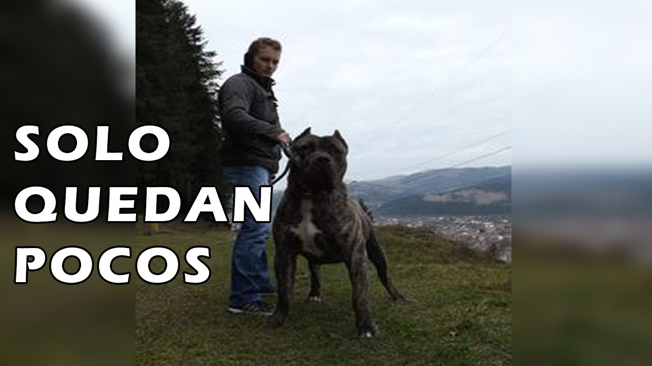 PRESA CANARIO PERFECTO, nadie lo tiene