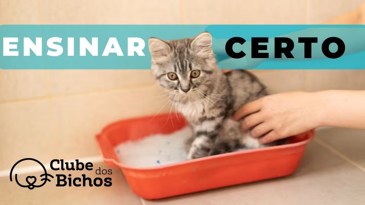 Como ensinar gato filhote a usar a caixa de areia