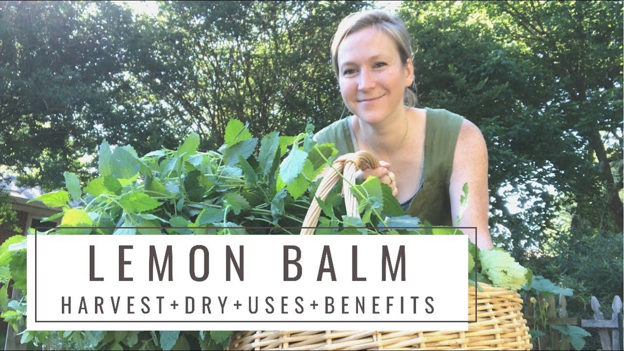 How to Harvest Lemon Balm | Tying Bundles for Drying + Tea | Uses + Recipes | Medicinal Benefits |