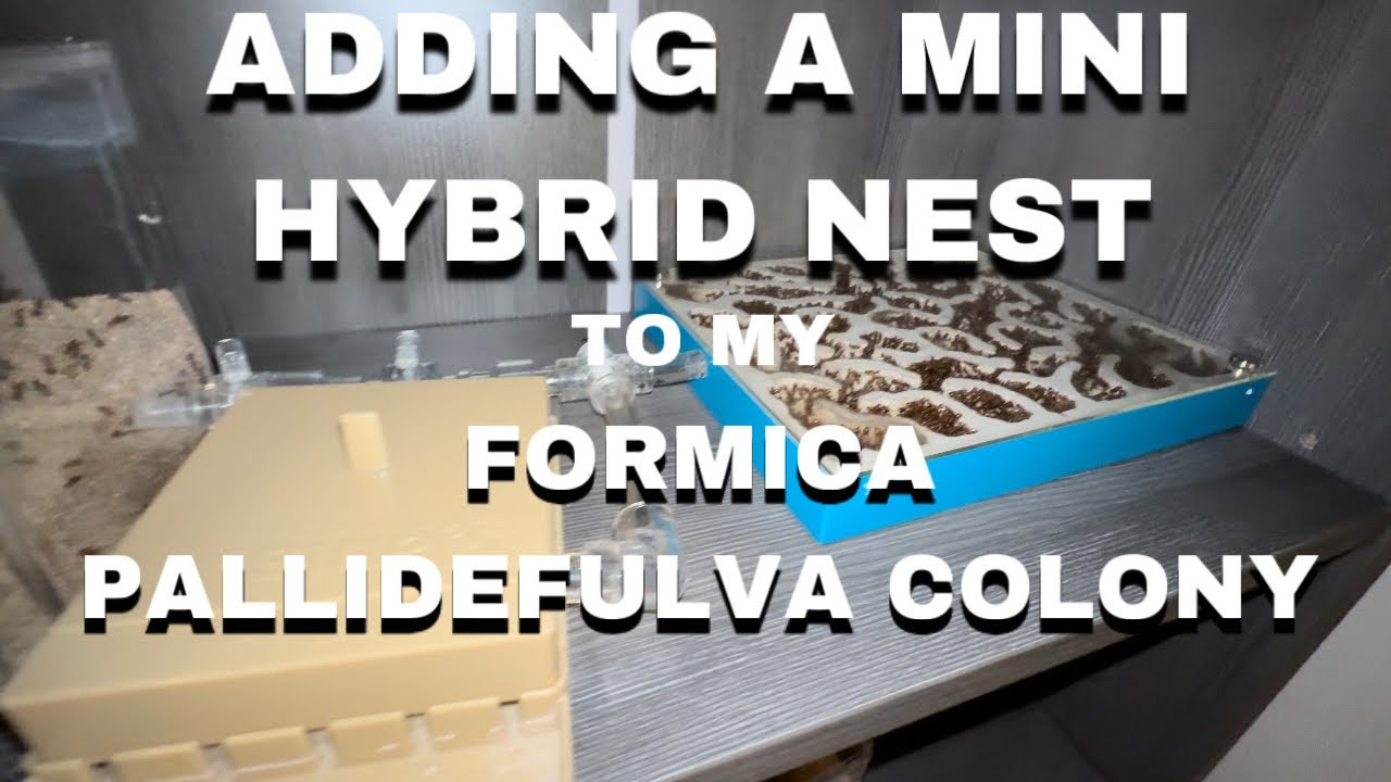 Adding a mini hybrid nest to my formica pallidefulva colony!
