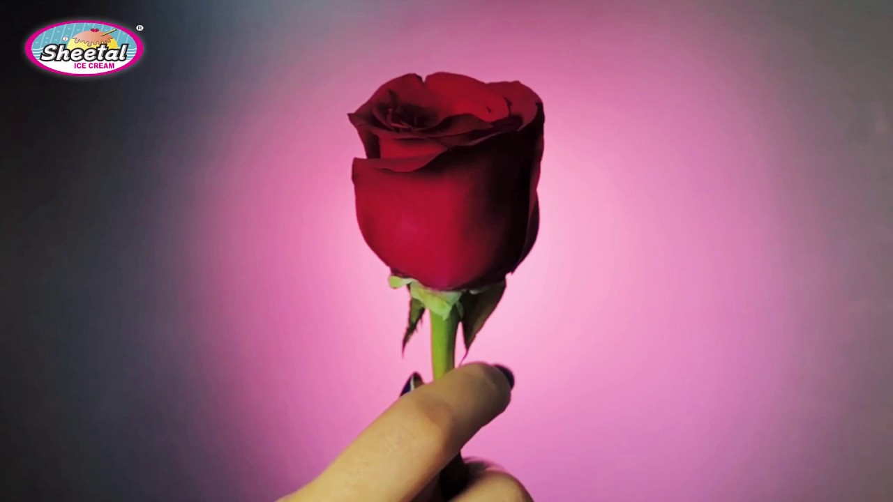 Red Rose Cone By The Saurashtra film co.