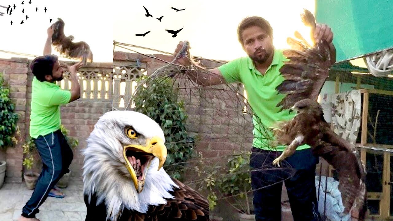 Jungli Eagle Ko Trap Kia😱Easy eagle Trap