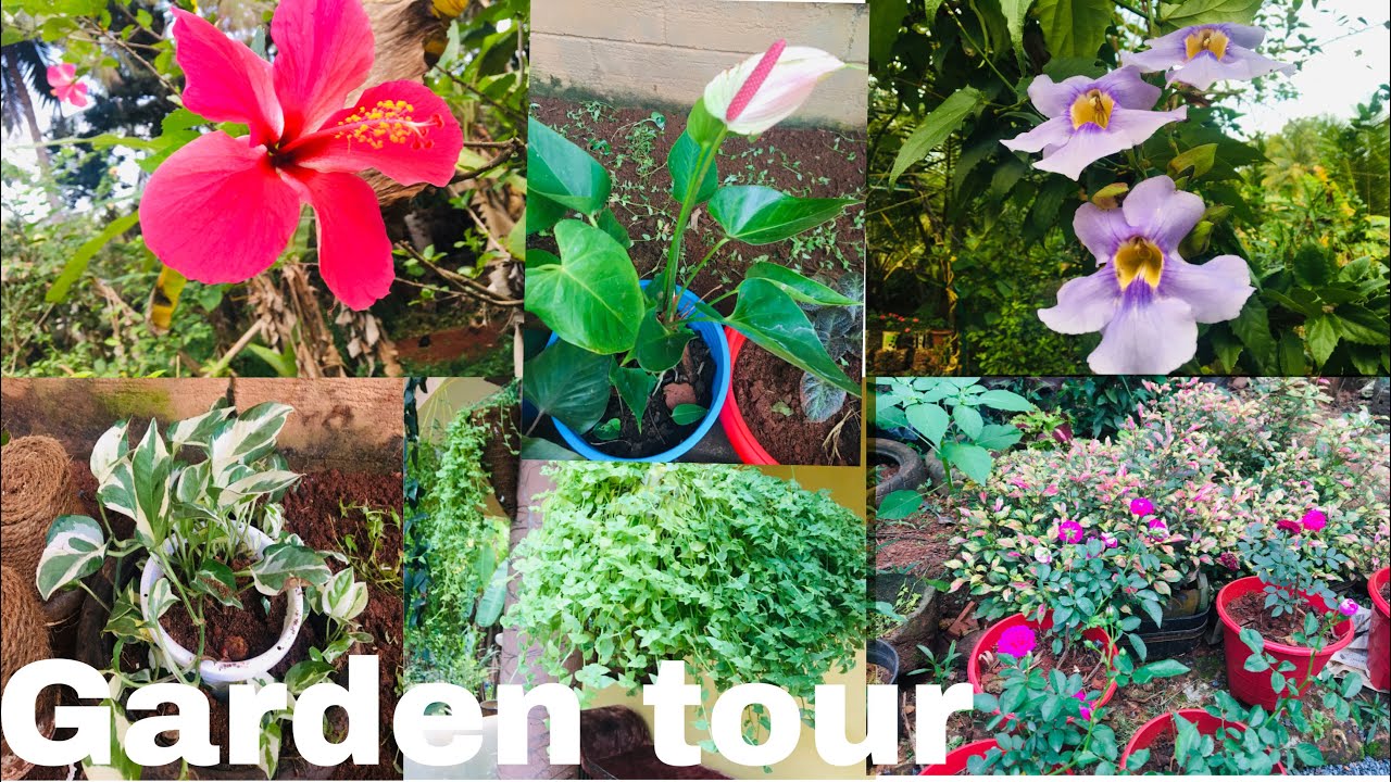 Garden Tour In Kerala Home