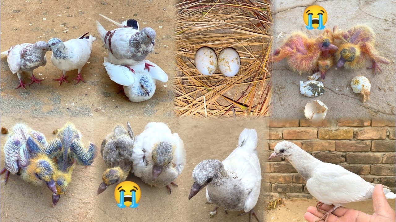 3 Eggs Hatching | Very Disturbing Story 😭 | Pigeon Chicks Growth Day By Day | 
