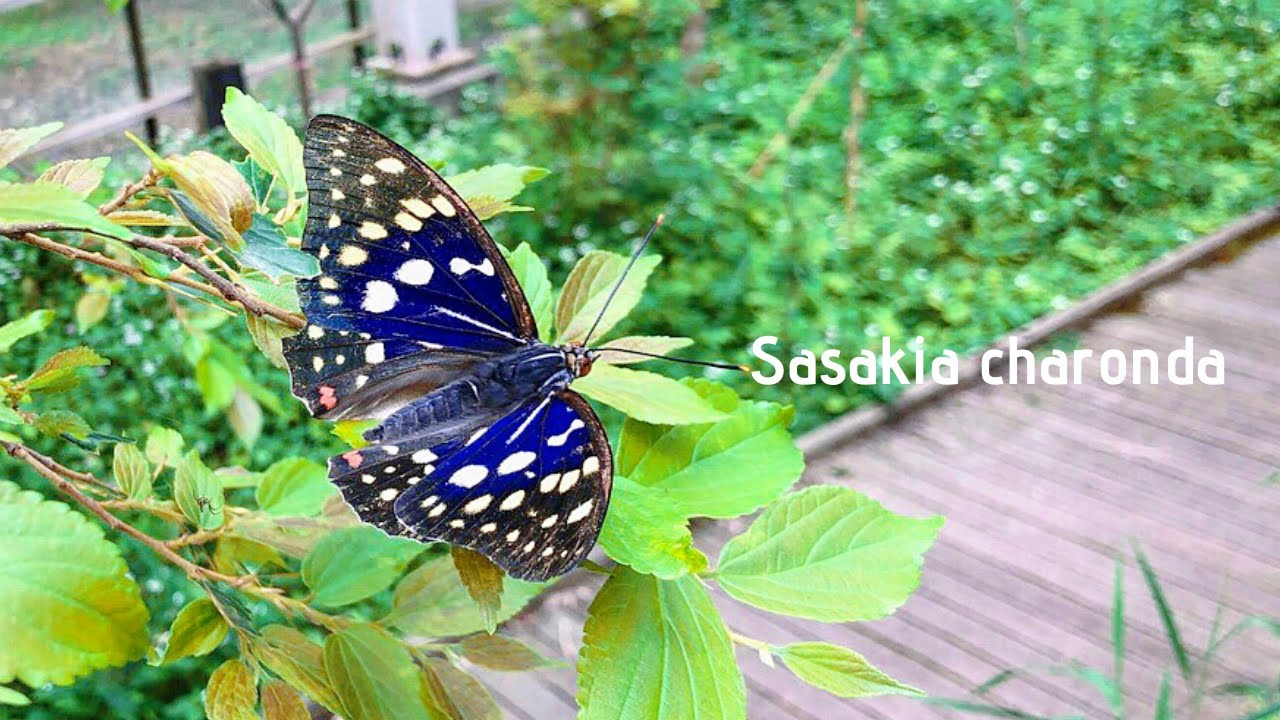 オオムラサキ-Sasakia charonda-